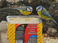 Blue Tit Feeding on Dawn Chorus Fat Feast Suet Block 2